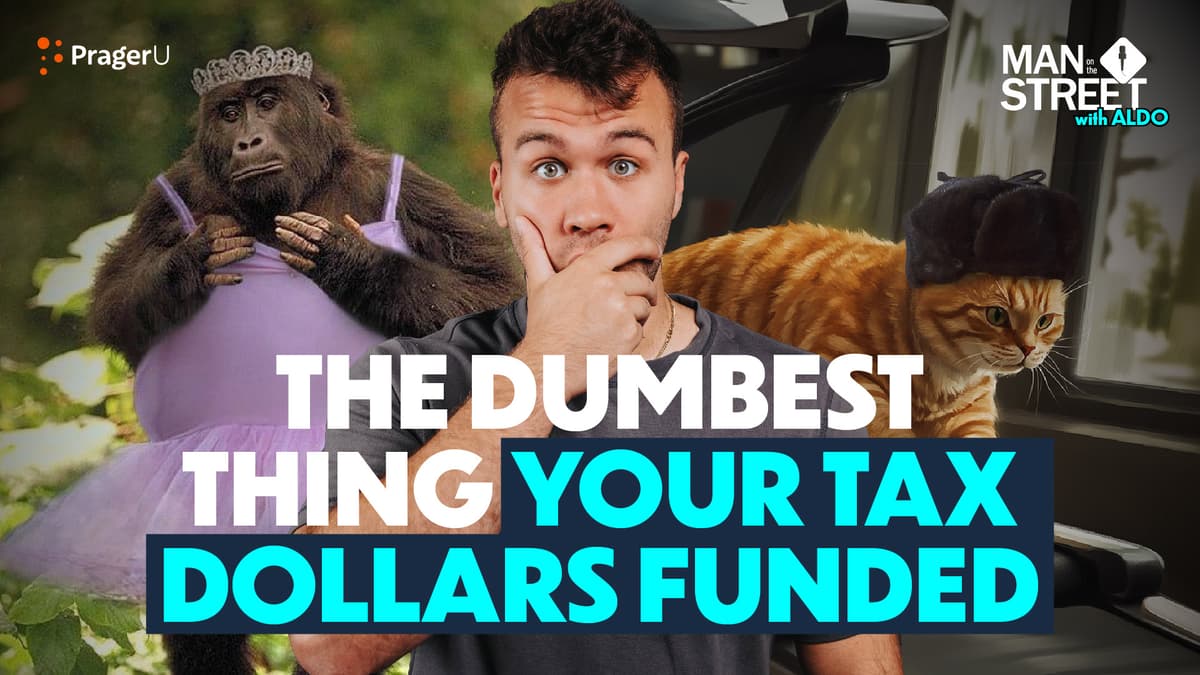 Your Tax Dollars at Work: Cats on Treadmills and Transgender Monkeys?