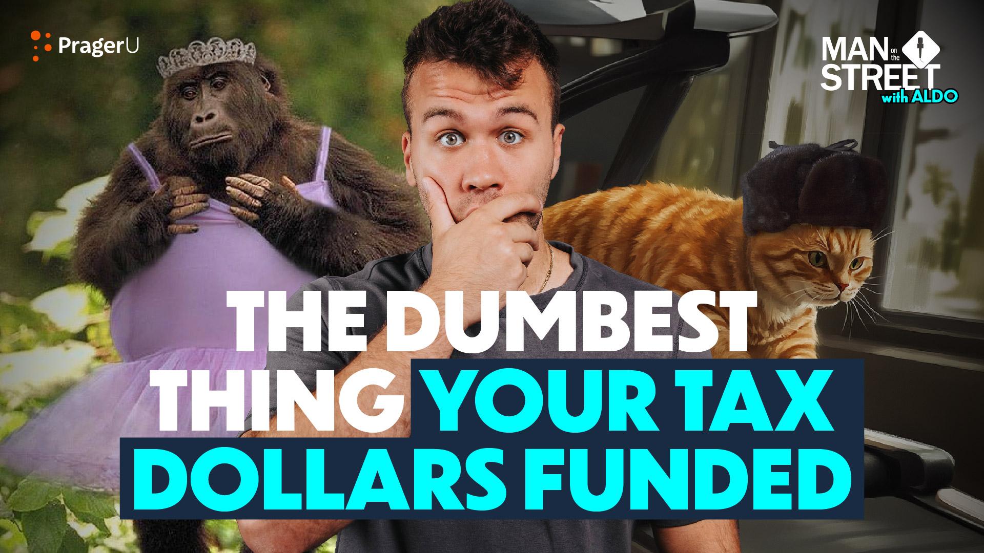 Your Tax Dollars at Work: Cats on Treadmills and Transgender Monkeys?