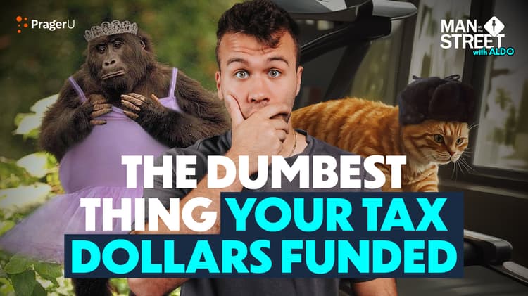 Your Tax Dollars at Work: Cats on Treadmills and Transgender Monkeys?