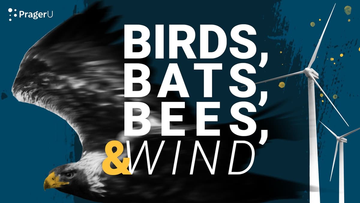 Wind Turbines Are Killing High-Conservation Birds